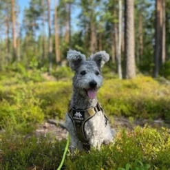 Cerberos Active Hundsele Beige