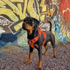 Cerberos Active Hundsele Orange