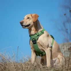 Feel Active Training Hundsele Grön