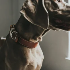 Hunter Aalborg Hundhalsband Läder Brun