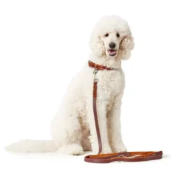 Hunter Solid Education Hundhalsband Läder Brun