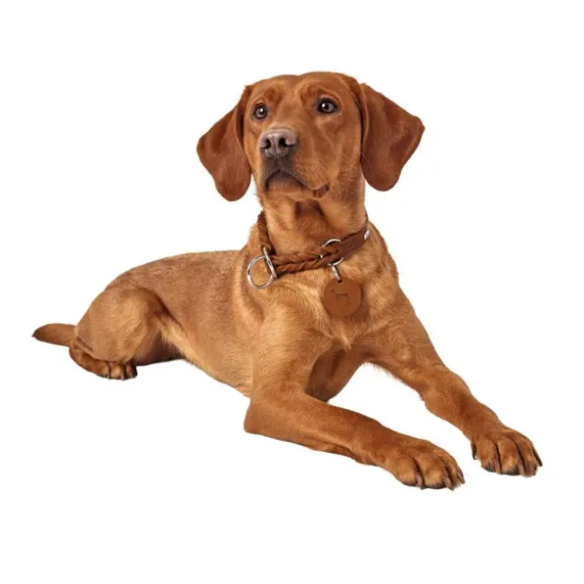 Hunter Solid Education Hundhalsband Läder Brun
