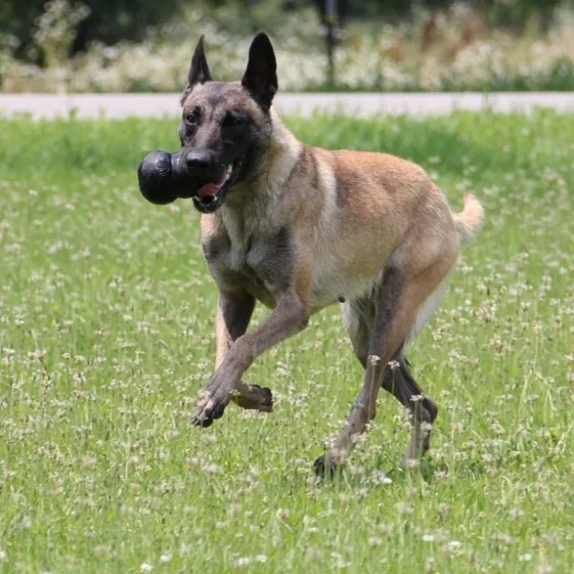 KONG Extreme Svart