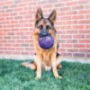 KONG Flexball