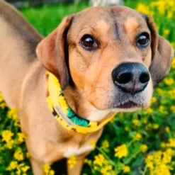 Kusse&Kutta Hundhalsband Brett Halvstryp Solrosor