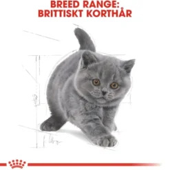 Royal Canin British Shorthair Kitten torrfoder för kattunge