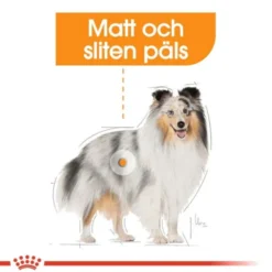 Royal Canin Coat Care Mini Adult torrfoder för hund