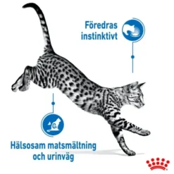 Royal Canin Indoor Sterilised Jelly Adult våtfoder för katt 12x85 g