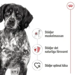 Royal Canin Medium Adult Gravy våtfoder för hund 10x140g