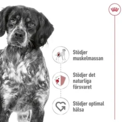 Royal Canin Medium Adult torrfoder för hund