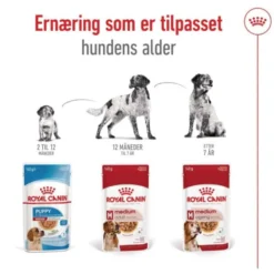 Royal Canin Medium Ageing Gravy våtfoder för hund 10x140g