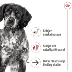 Royal Canin Medium Ageing Gravy våtfoder för hund 10x140g