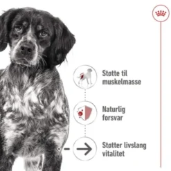 Royal Canin Medium Ageing Gravy våtfoder för hund 10x140g