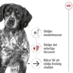 Royal Canin Medium Ageing 10+ torrfoder för hund