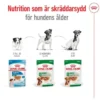 Royal Canin Mini Adult Gravy våtfoder för hund 12x85g
