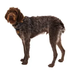 Ruffwear Front Range Hundsele Brun/Ljusbrun