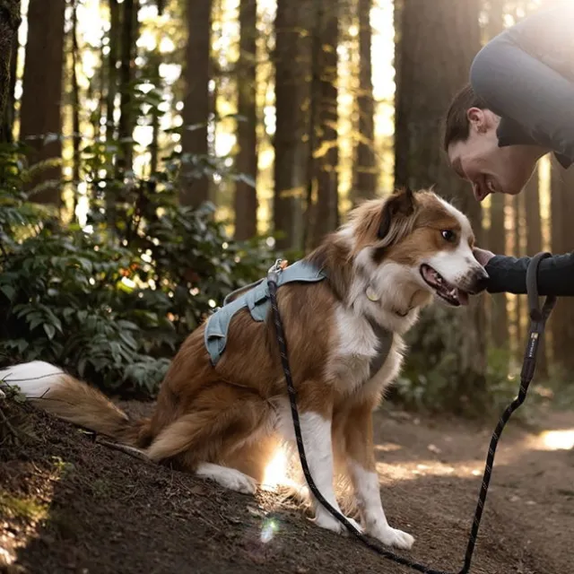 Ruffwear Web Master Hundsele Blågrön