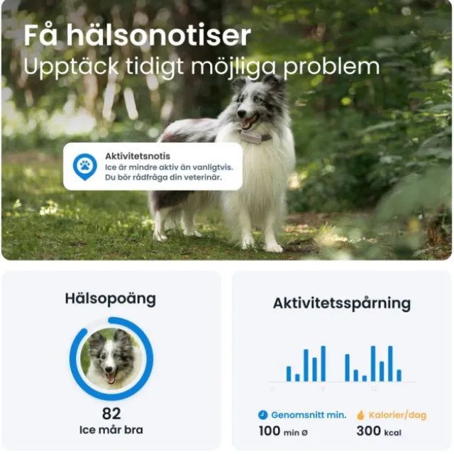 Tractive Dog 6 GPS Hund Brun