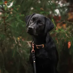 Tyylivoitto Classy Hundhalsband Svart