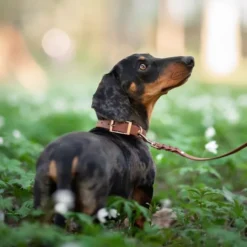 Tyylivoitto Classy Hundhalsband Brun