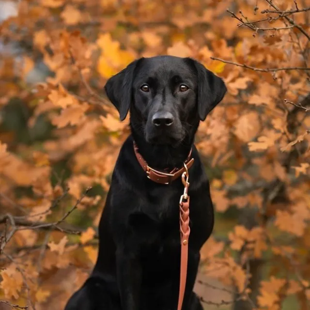Tyylivoitto Classy Hundhalsband Brun