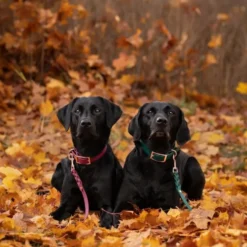 Tyylivoitto Classy Hundhalsband Vinröd