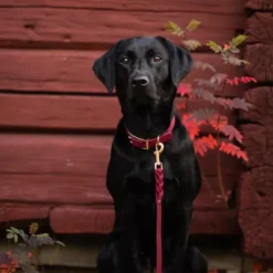 Tyylivoitto Classy Hundhalsband Vinröd