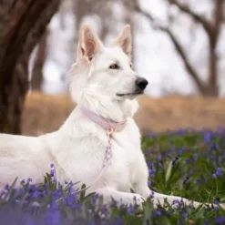Tyylivoitto Classy Hundhalsband Lavendel