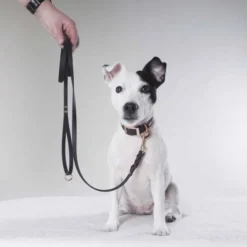 Tyylivoitto Classy Hundhalsband för Små Hundar Svart