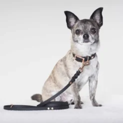Tyylivoitto Classy Hundhalsband för Små Hundar Svart