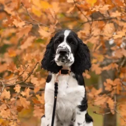 Tyylivoitto Classy Hundhalsband för Små Hundar Svart
