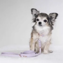 Tyylivoitto Classy Hundhalsband för Små Hundar Lavendel