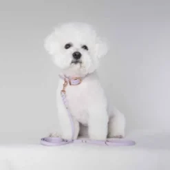Tyylivoitto Classy Hundhalsband för Små Hundar Lavendel