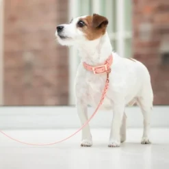 Tyylivoitto Classy Hundhalsband för Små Hundar Persika