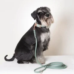Tyylivoitto Classy Hundhalsband för Små Hundar Ljusgrön