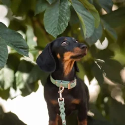 Tyylivoitto Classy Hundhalsband för Små Hundar Ljusgrön