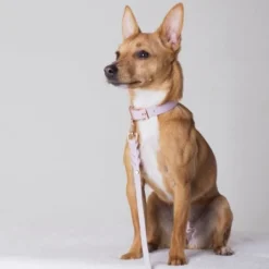 Tyylivoitto Hundkoppel Flätat Lavendel 200 cm