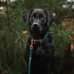 Tyylivoitto Hundkoppel Flätat Smaragdgrön 200 cm