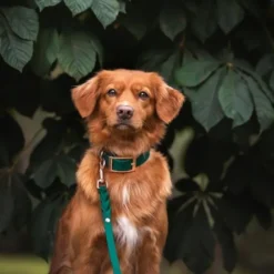 Tyylivoitto Hundkoppel Flätat Smaragdgrön 200 cm
